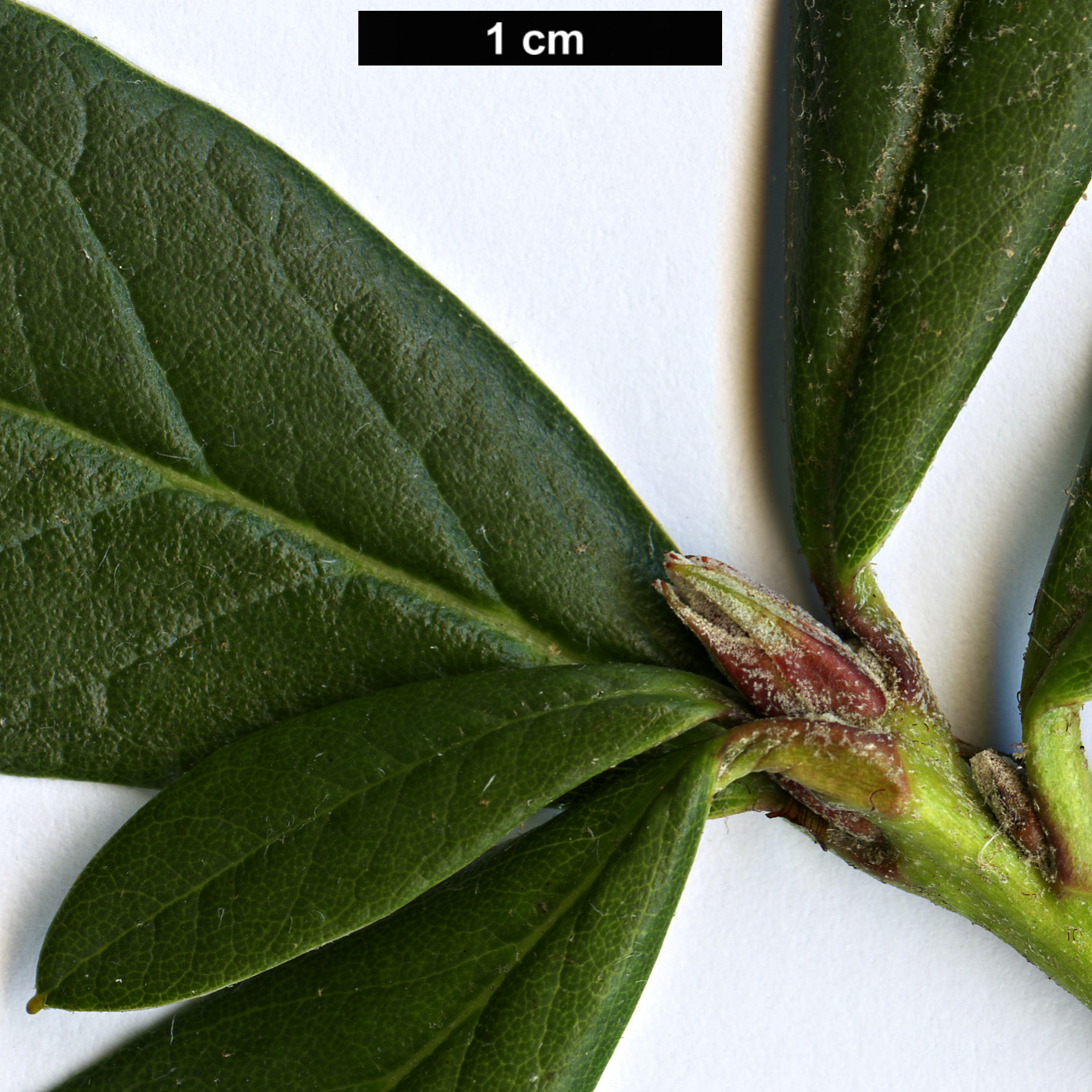 High resolution image: Family: Ericaceae - Genus: Rhododendron - Taxon: sanguineum - SpeciesSub: var. haemaleum